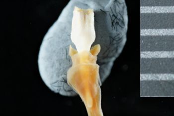 Media type: image;   Malacology 169913 Description: Digital documentation photo of preserved specimen.;